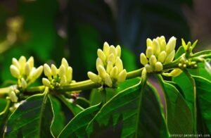 Kingha Coffee First Flowering
