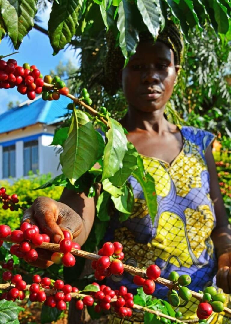 Kingha Coffee first harvest