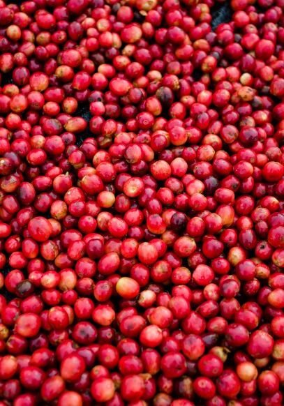 Kingha Coffee ripe beans